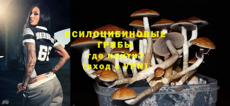 Галлюциногенные грибы Psilocybe  Бородино 